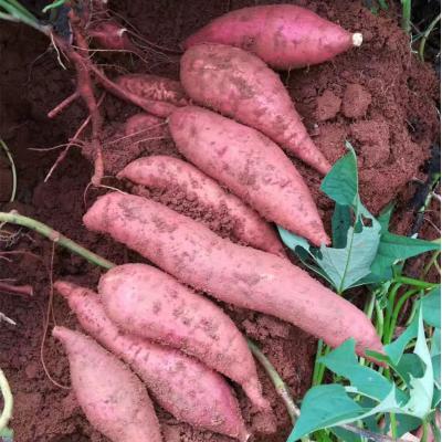 农家红薯新鲜番薯10斤