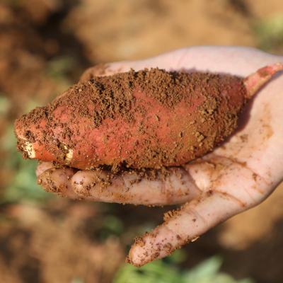 农家红薯新鲜番薯10斤